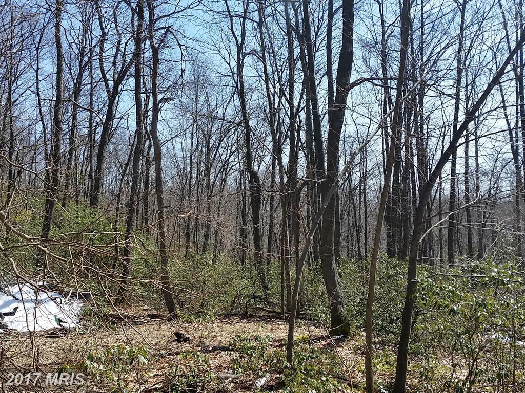 Lot 8 Fox Tail Road - Photo 1