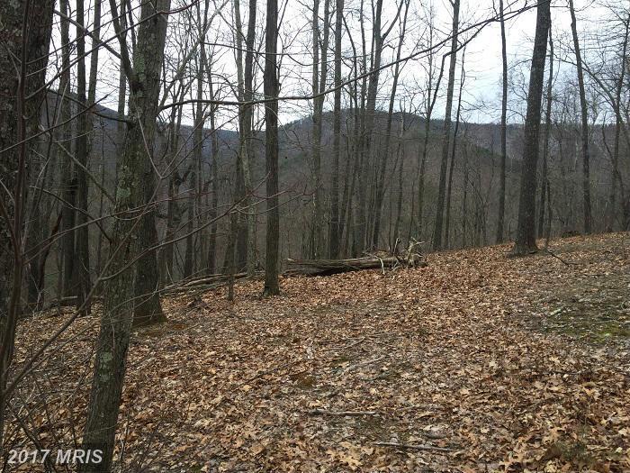 Wilson Run Trail - Photo 1