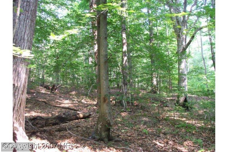 Kentucky Springs Rd - Photo 1