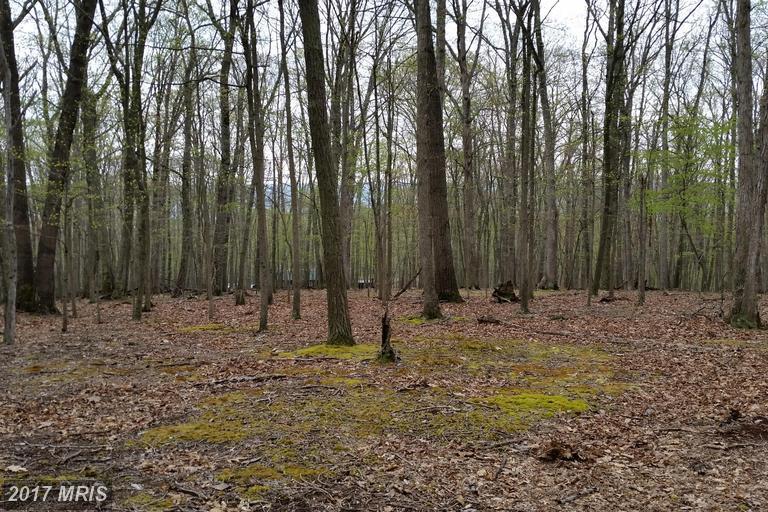 Honey Locust - Photo 1