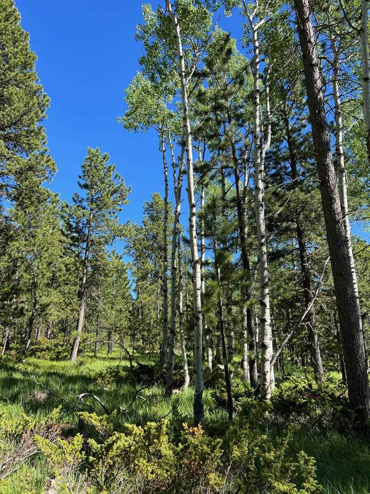 Lot 1 Boles Canyon Road - Photo 1