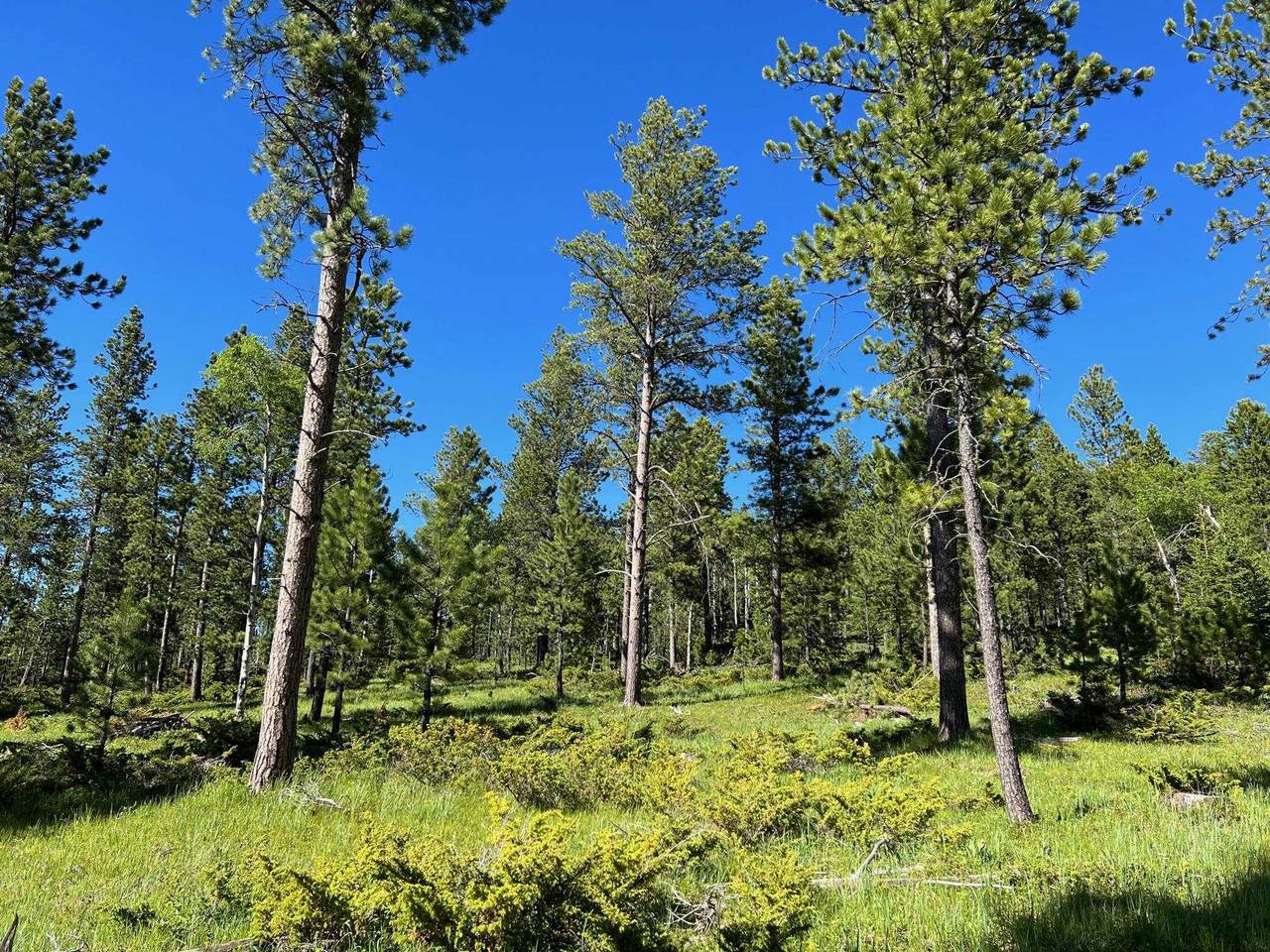 TBD Lot 3 Boles Canyon Road - Photo 1