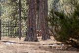 13646 Twisted Pines Trl - Photo 46