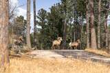 13646 Twisted Pines Trl - Photo 6