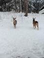 243 Maddison Ln - Photo 40