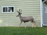 1801 Albany Avenue - Photo 26
