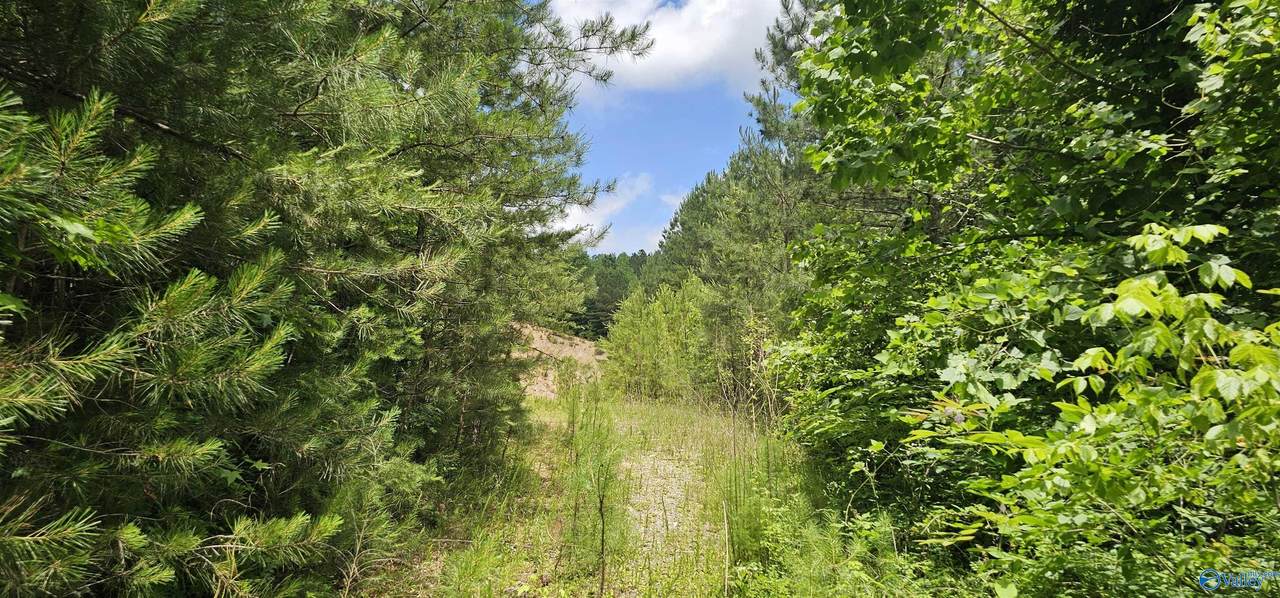 3.3+/- Acres--0 County Road 27 - Photo 1