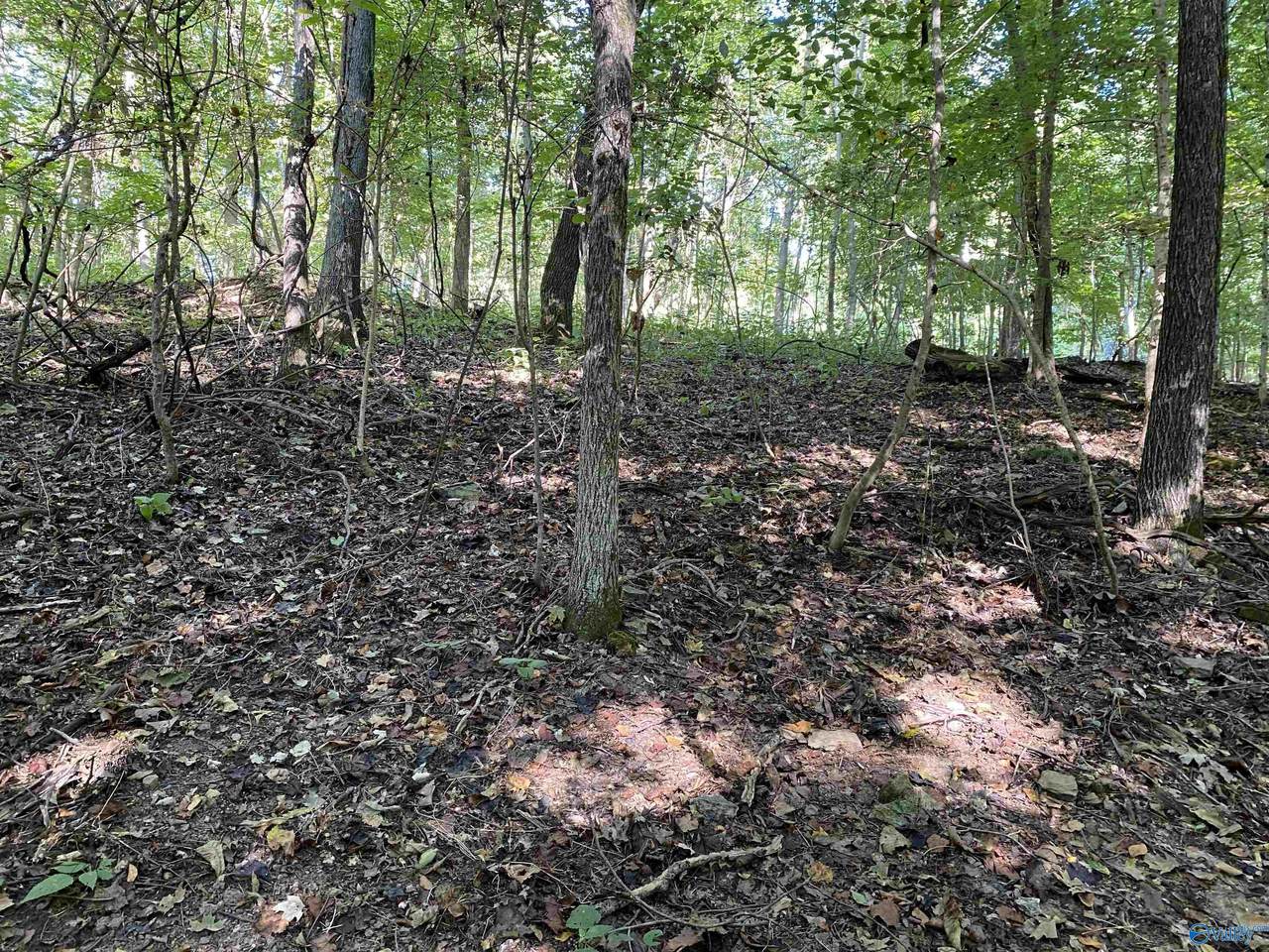 Blue Springs Circle - Photo 1