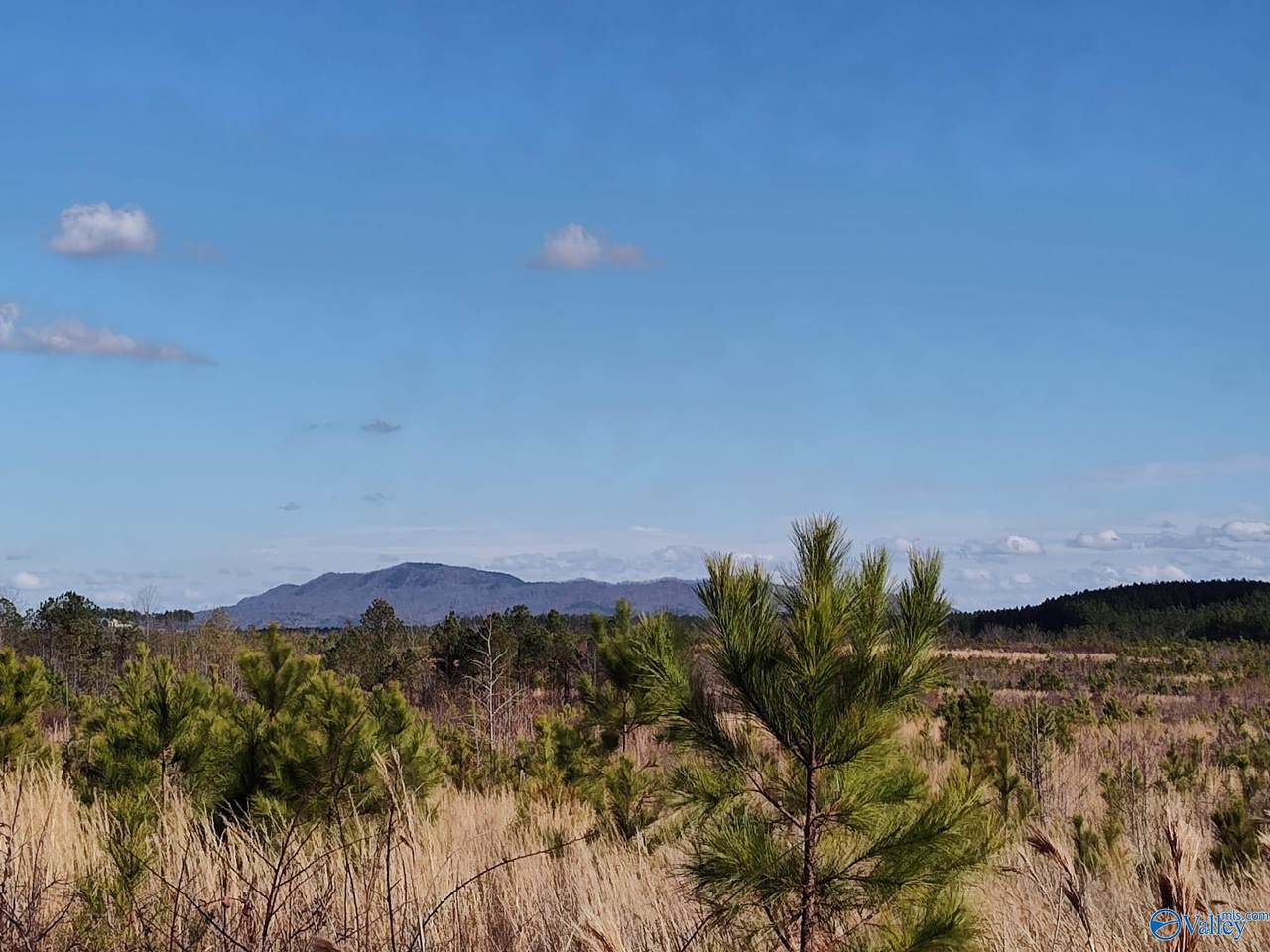 415 ACRES Tom Cat Road - Photo 1