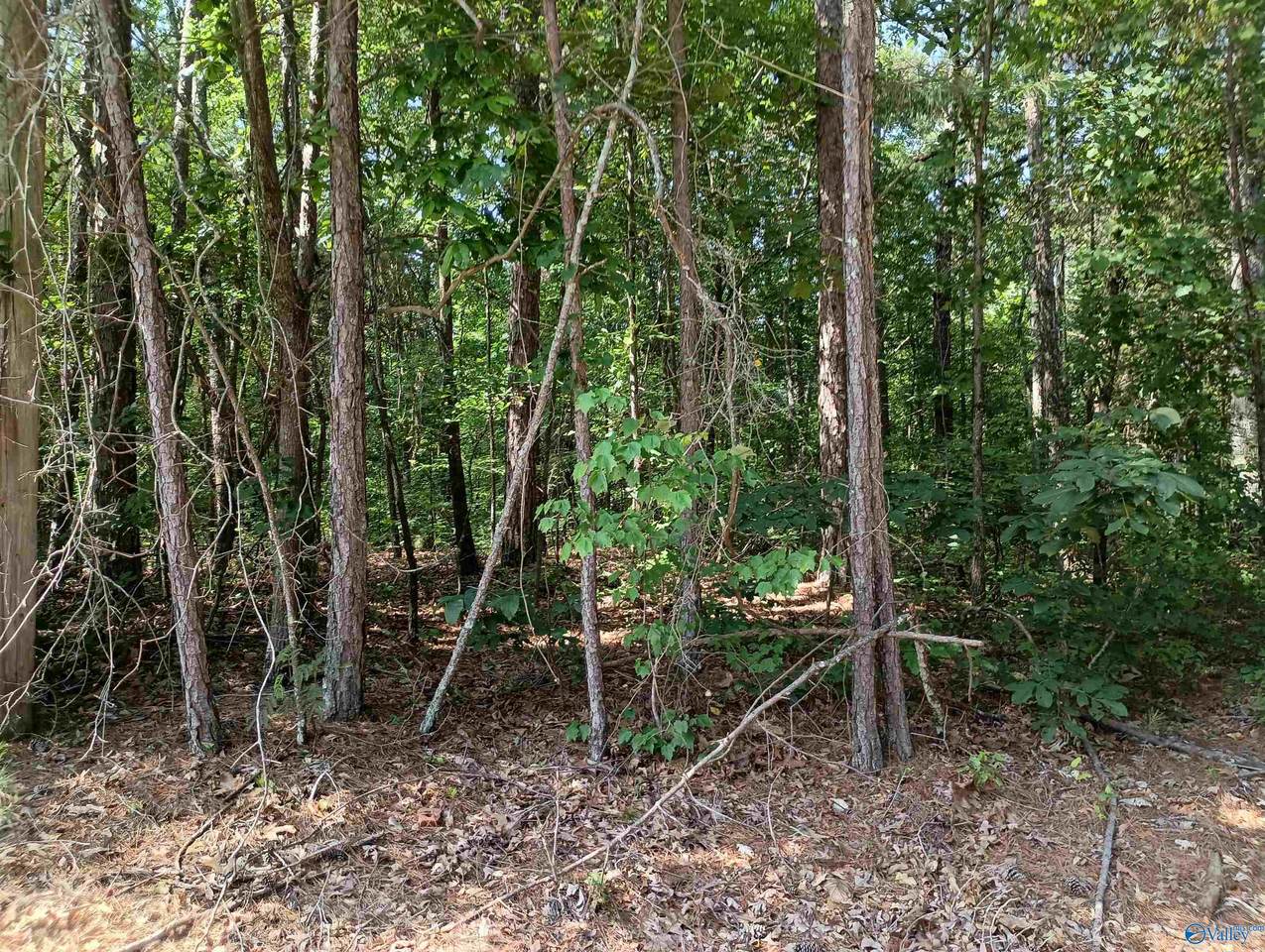 1 Arledge Drive - Photo 1