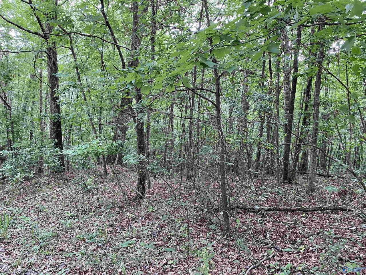 7 Bear Creek Trail - Photo 1