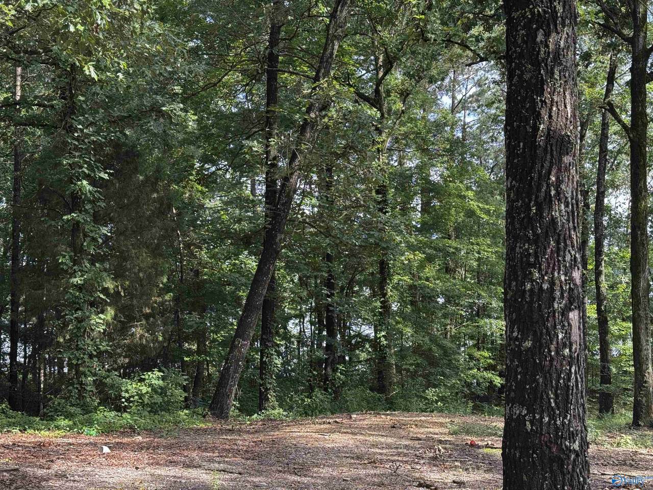 lot 6 County Road 448 - Photo 1
