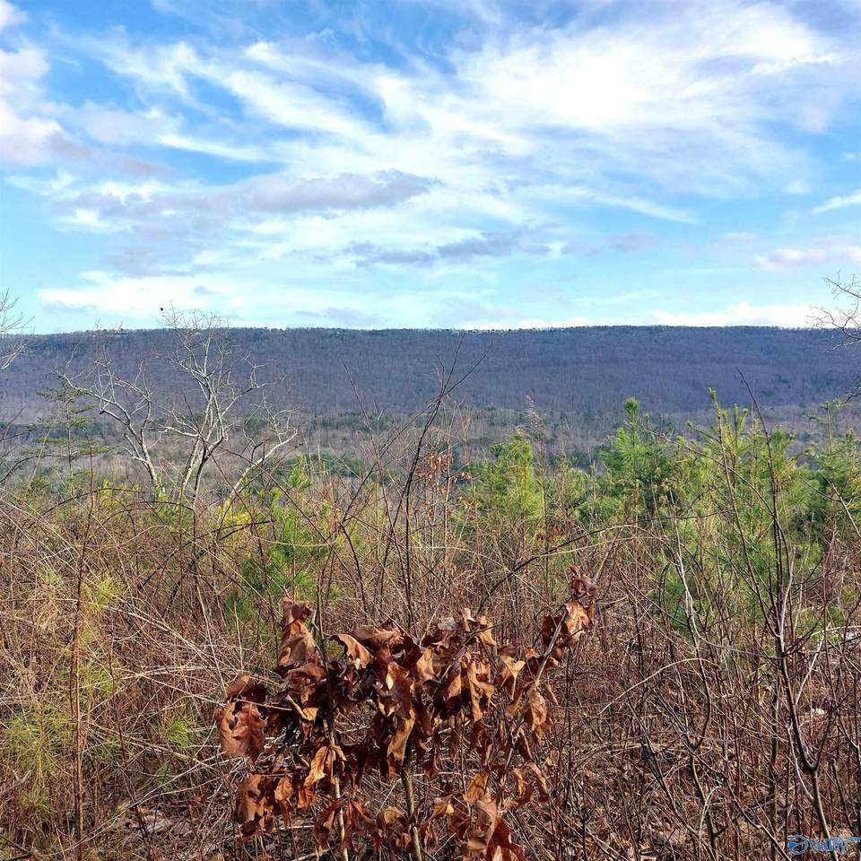 40.21 Acres County Road 239 - Photo 1
