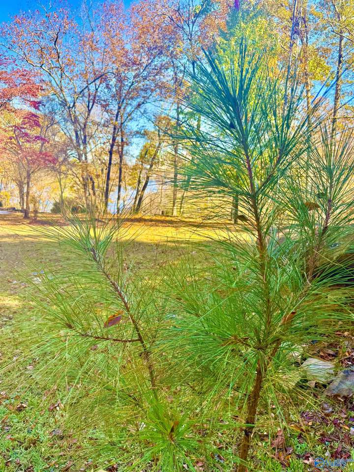 .71 Acres County Road 129 - Photo 1