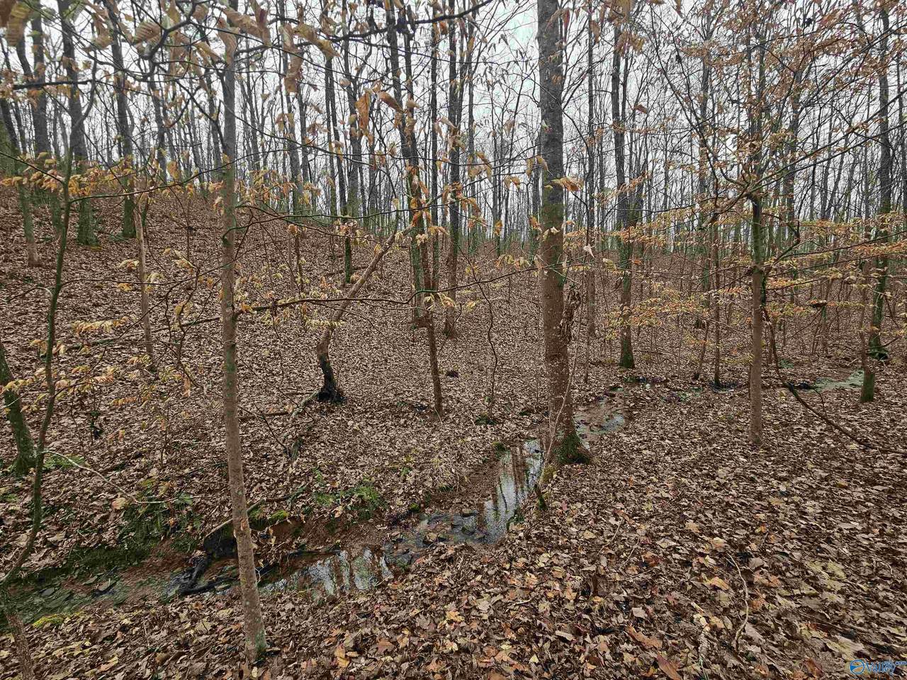 013 Toney Drive - Photo 1