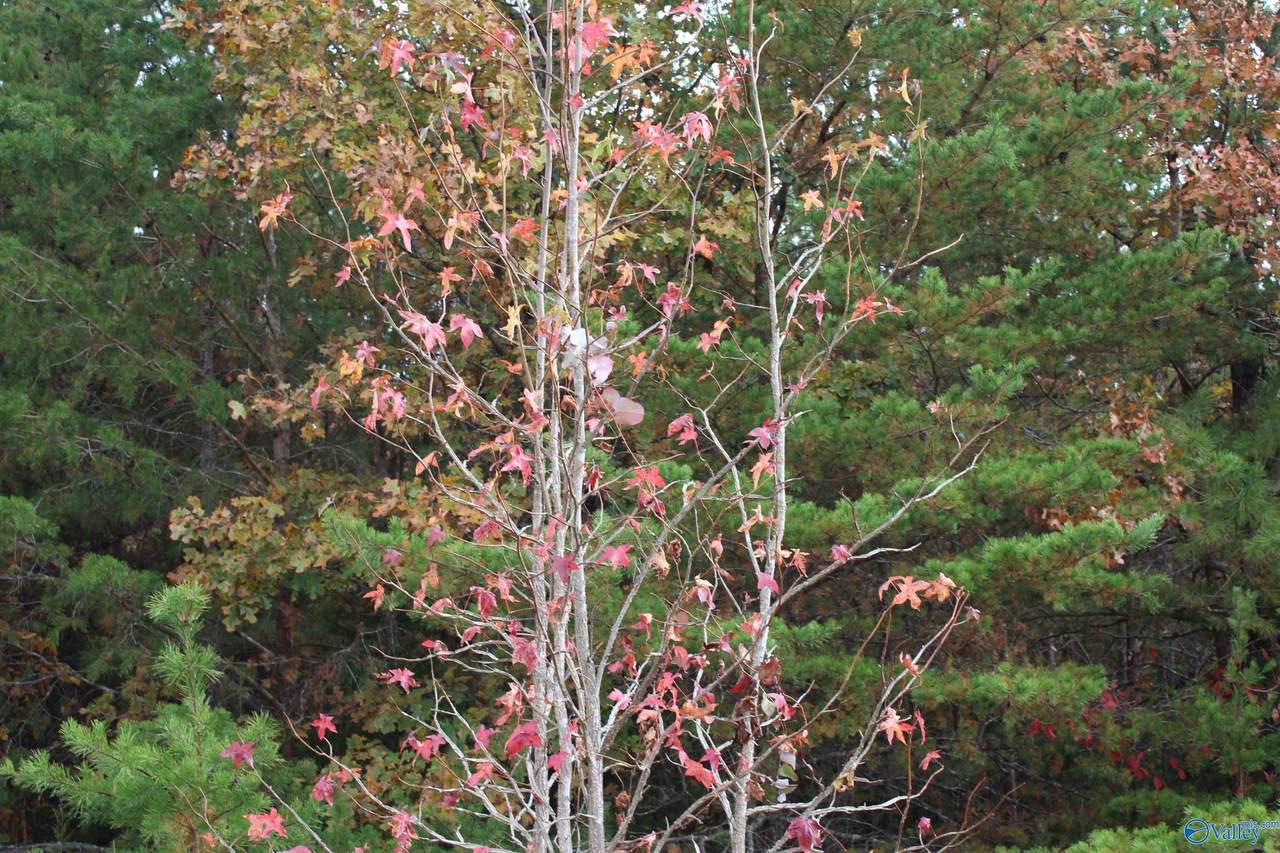 Lot #3 Hillside Drive - Photo 1