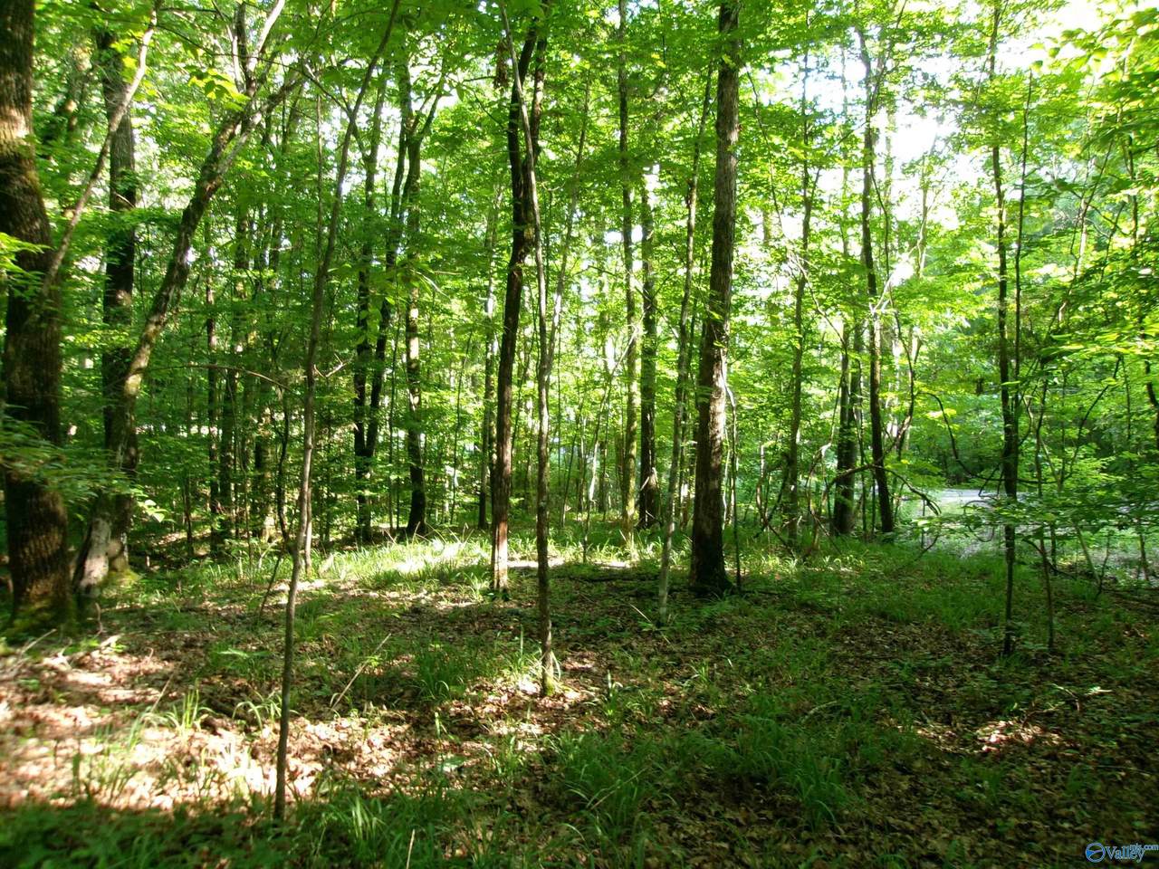 13.36 Acres County Road 531 - Photo 1