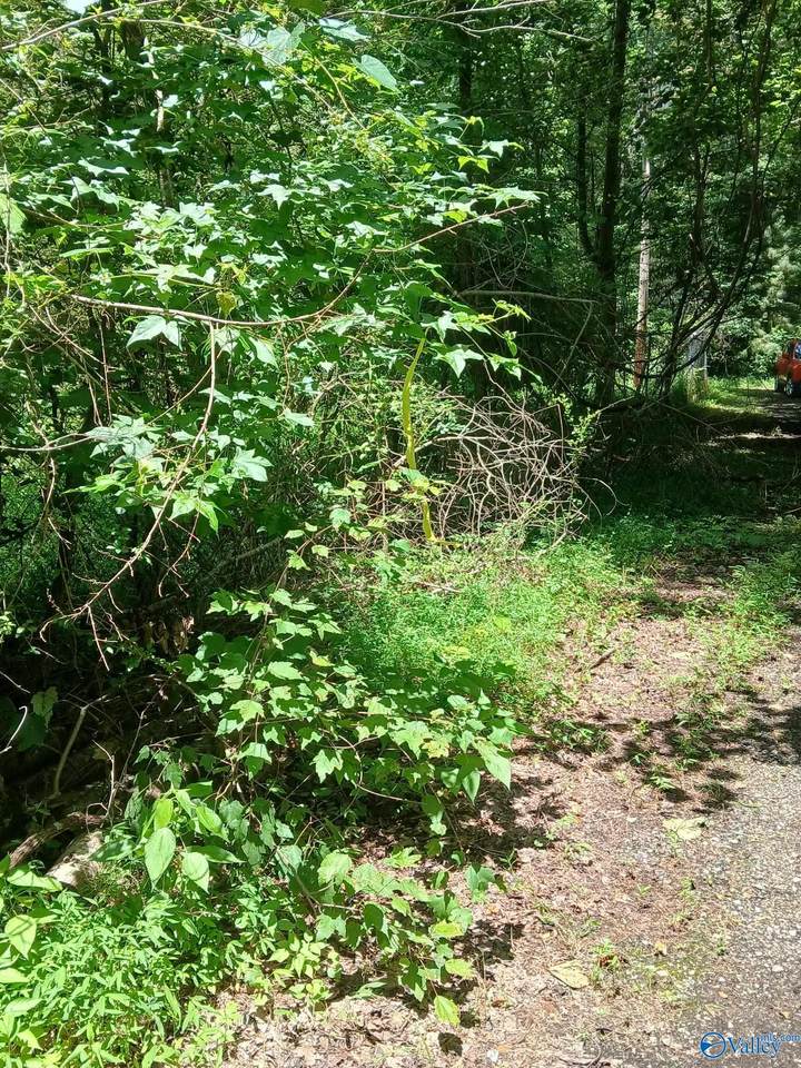 455 Rice Road - Photo 1