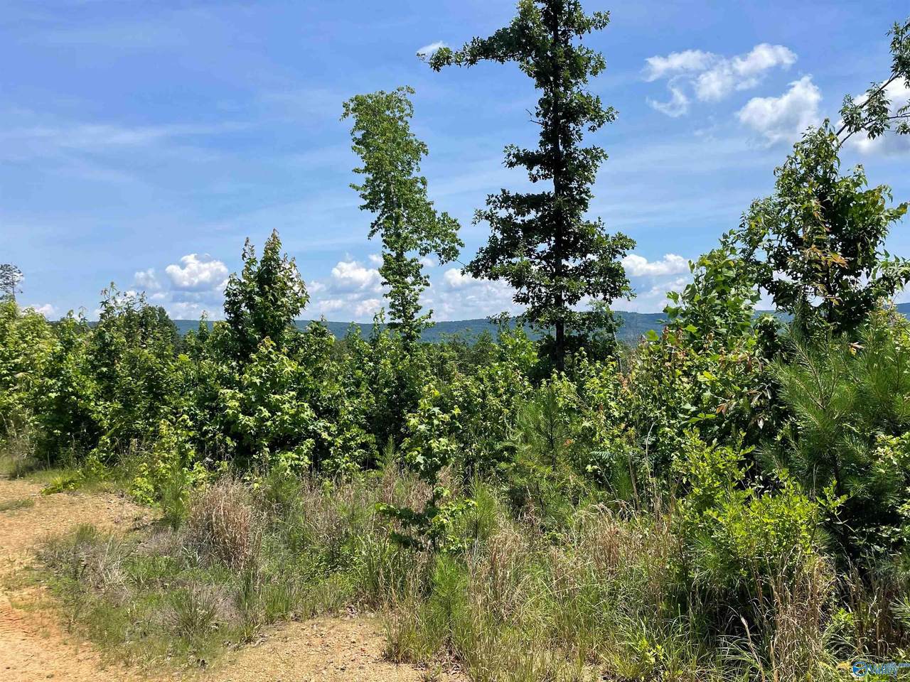 199 Acres Hornbuckle Road - Photo 1