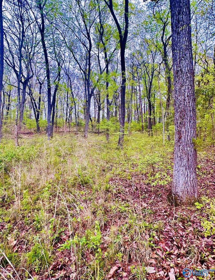 Lot 14 Murray Drive - Photo 1