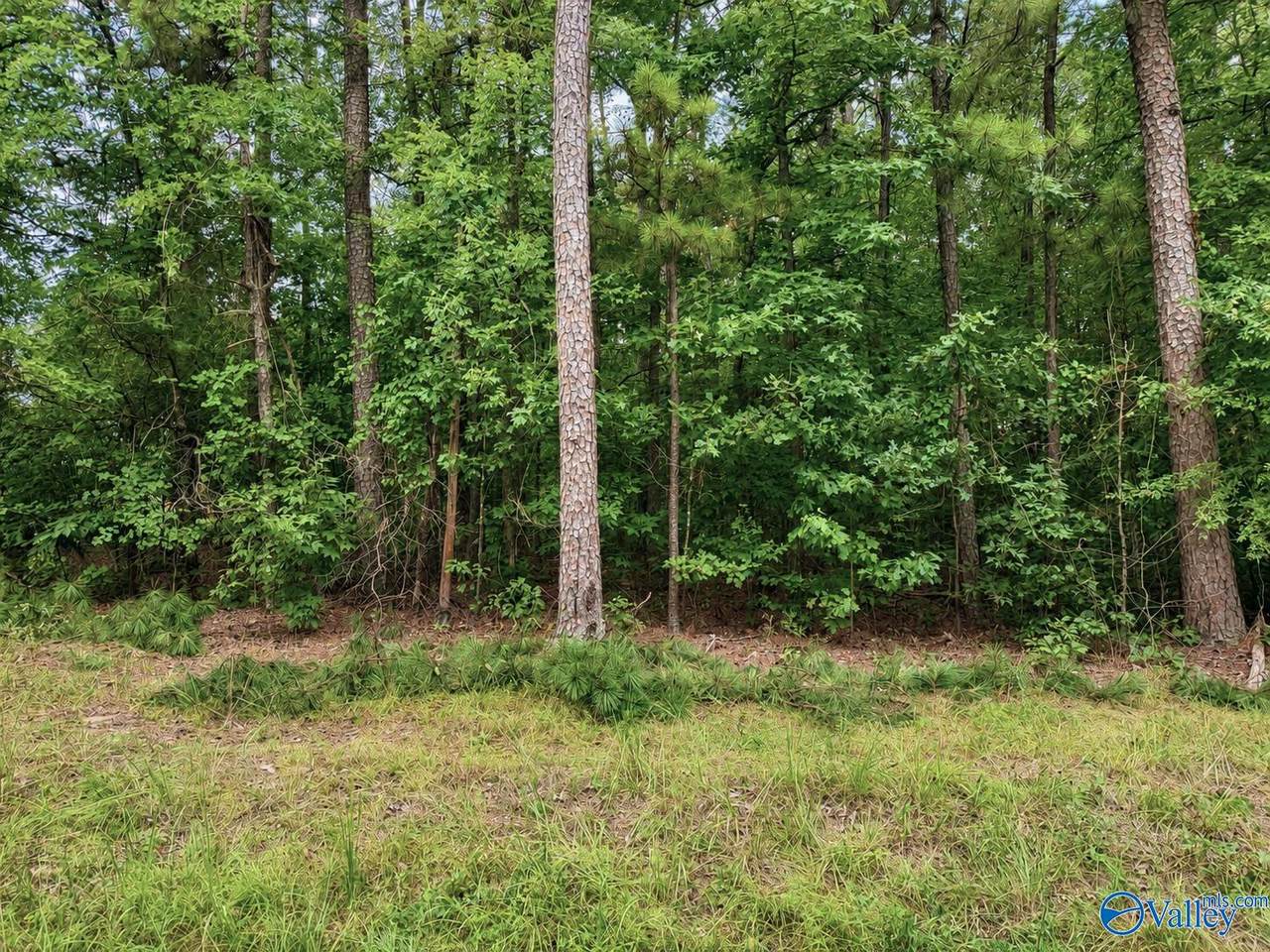 Lot 80 County Road 608 - Photo 1
