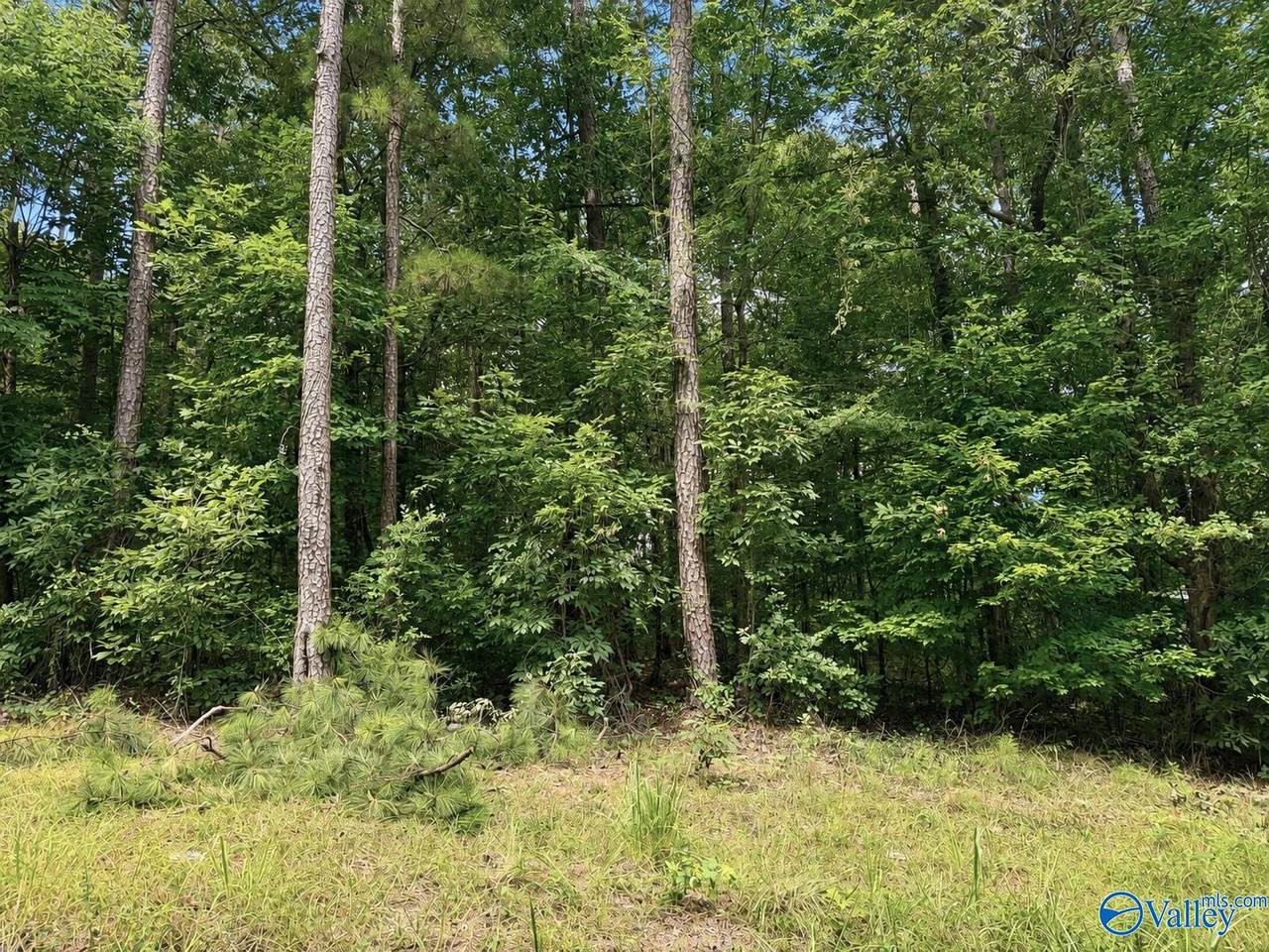 Lot 81 County Road 608 - Photo 1