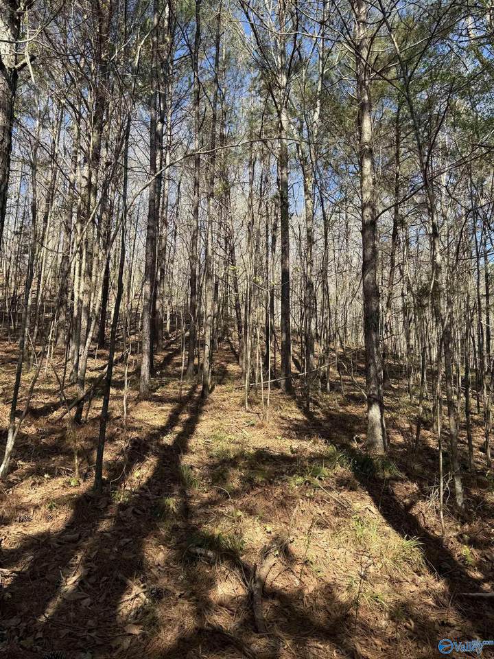 lot 11 A County Road 3782 - Photo 1