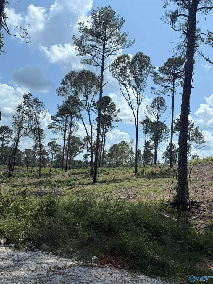 Lot 35 County Road 158 - Photo 1