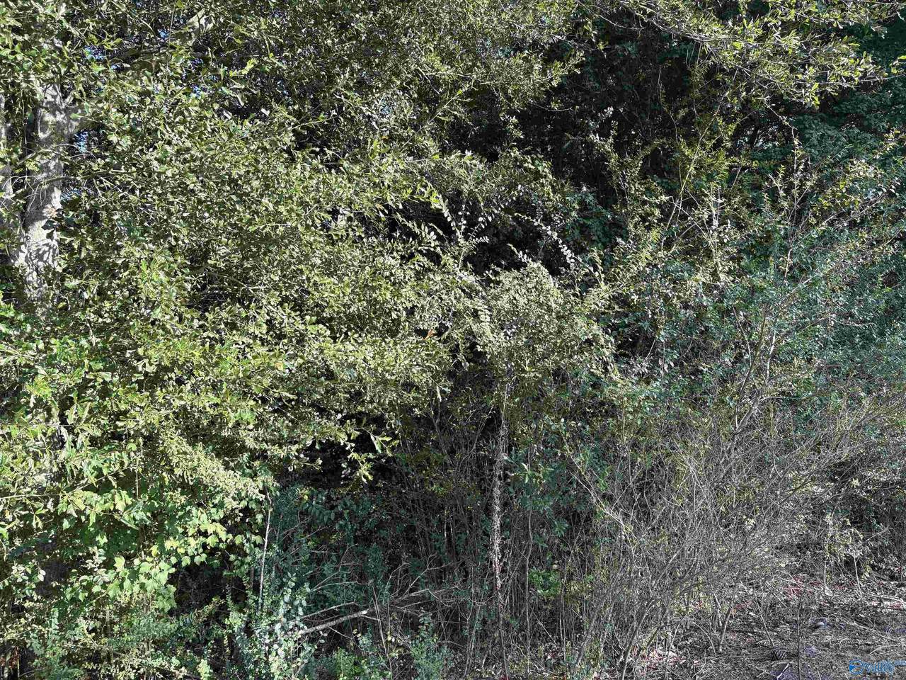 8 ACRES County Road 1196 - Photo 1