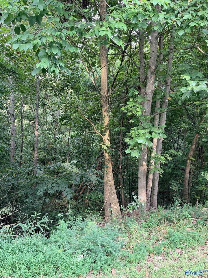 1581 Lookout Mountain Drive - Photo 1