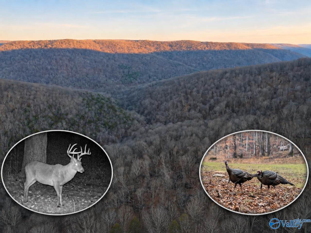 100 AC Dry Creek Road - Photo 1