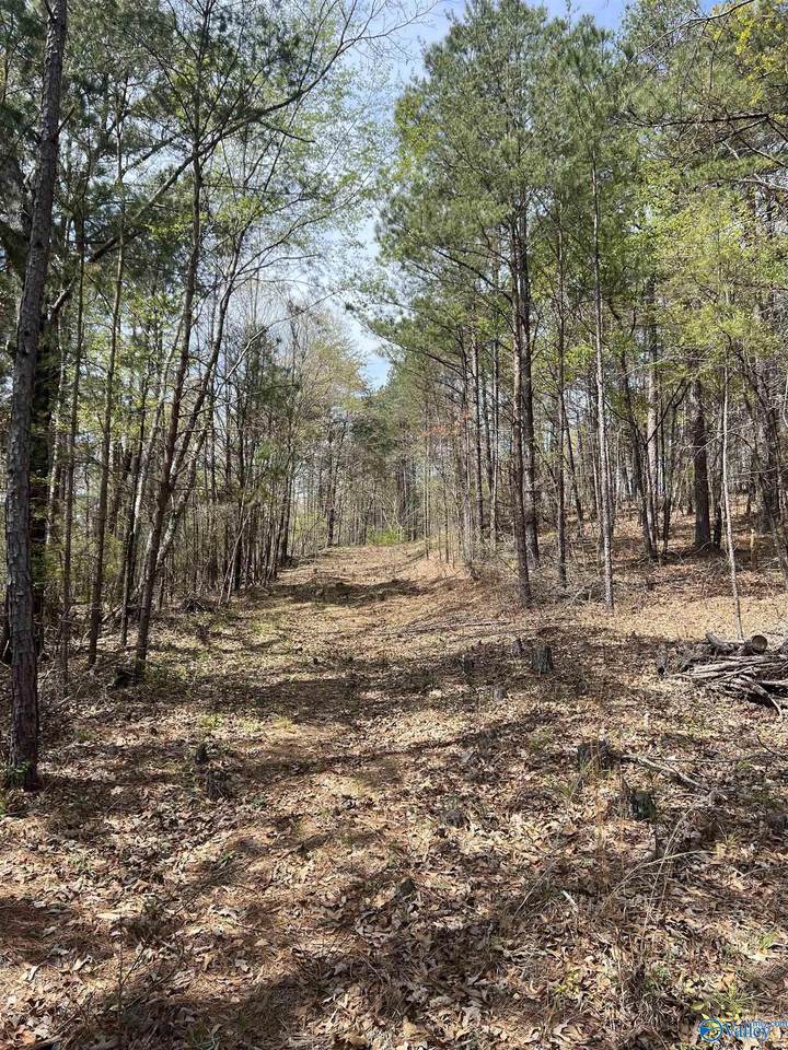 01 York Mountain Road - Photo 1