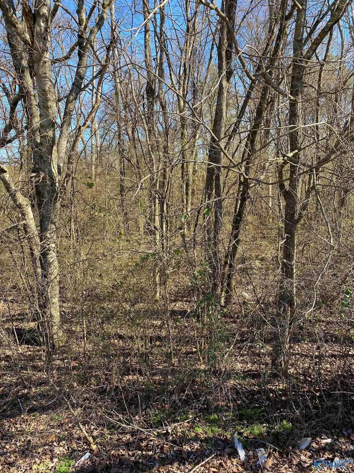 1.3 Acres County Road 460 - Photo 1