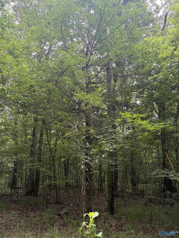 - Walter Hill Road - Photo 1