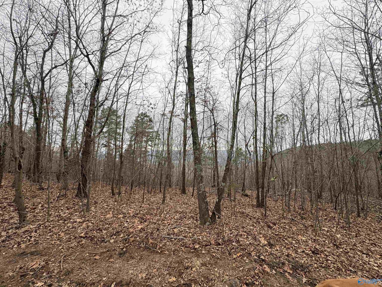 80 Acres Bella Vista Drive - Photo 1
