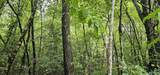 3 +/- Acres County Road 106 - Photo 5