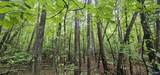 3 +/- Acres County Road 106 - Photo 9