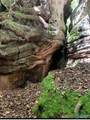 Lot 11 Bear Creek Trail - Photo 4