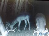 50 Acres Scenic Highway - Photo 19