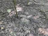 80 Acres Bella Vista Drive - Photo 32