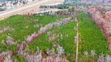 24 Acres Star Drive - Photo 16