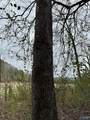 5680 County Road 223 - Photo 25