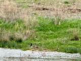 36 AC Brown Road - Photo 24