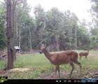 32 Acres Wesson Gap Road - Photo 10
