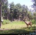 32 Acres Wesson Gap Road - Photo 11