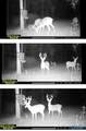 32 Acres Wesson Gap Road - Photo 13