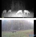 32 Acres Wesson Gap Road - Photo 17