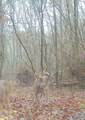 210 Acres County Road 604 - Photo 24