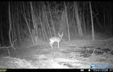 66 Acres County Road 865 - Photo 9