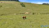 89 acres White Pike - Photo 43